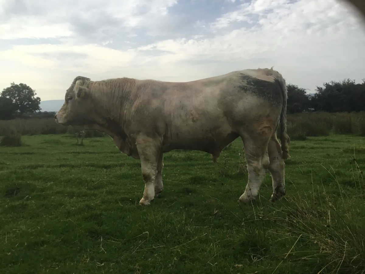 Pedigree Charolais - Image 1