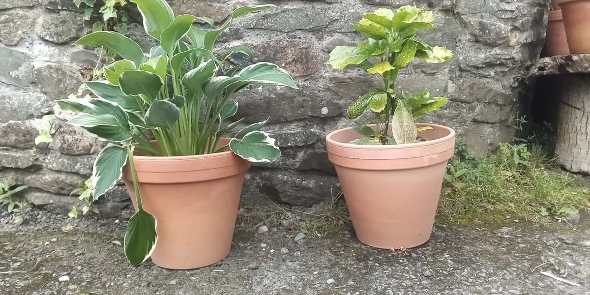 High Quality Concrete Garden Planters For SALE - Image 2