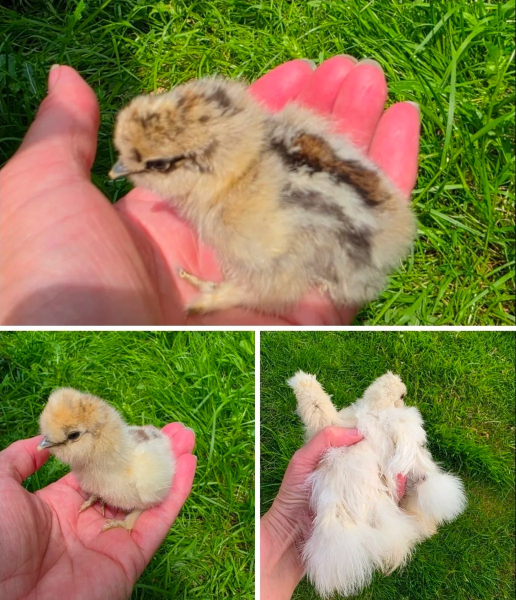 USA Silkie chicks - Image 1