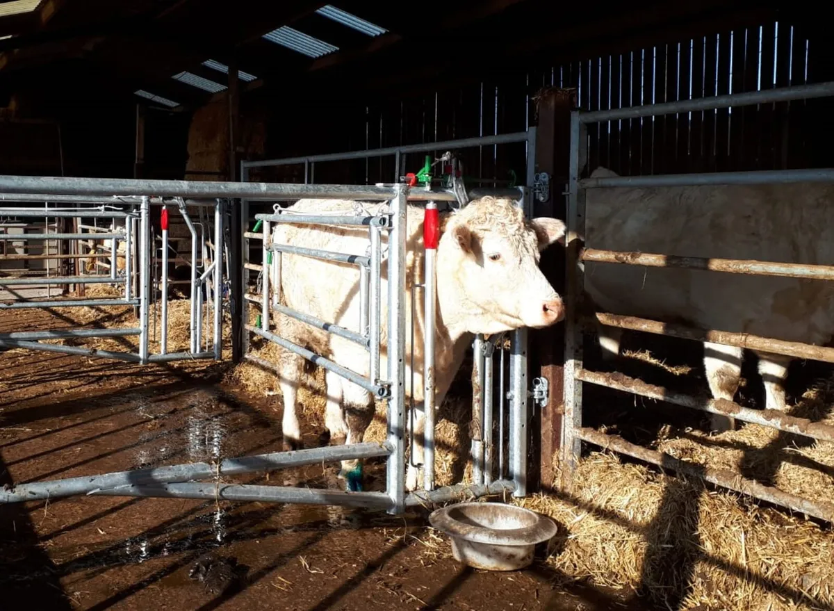 Jourdain 3-in-1 Calving Gate - Image 1