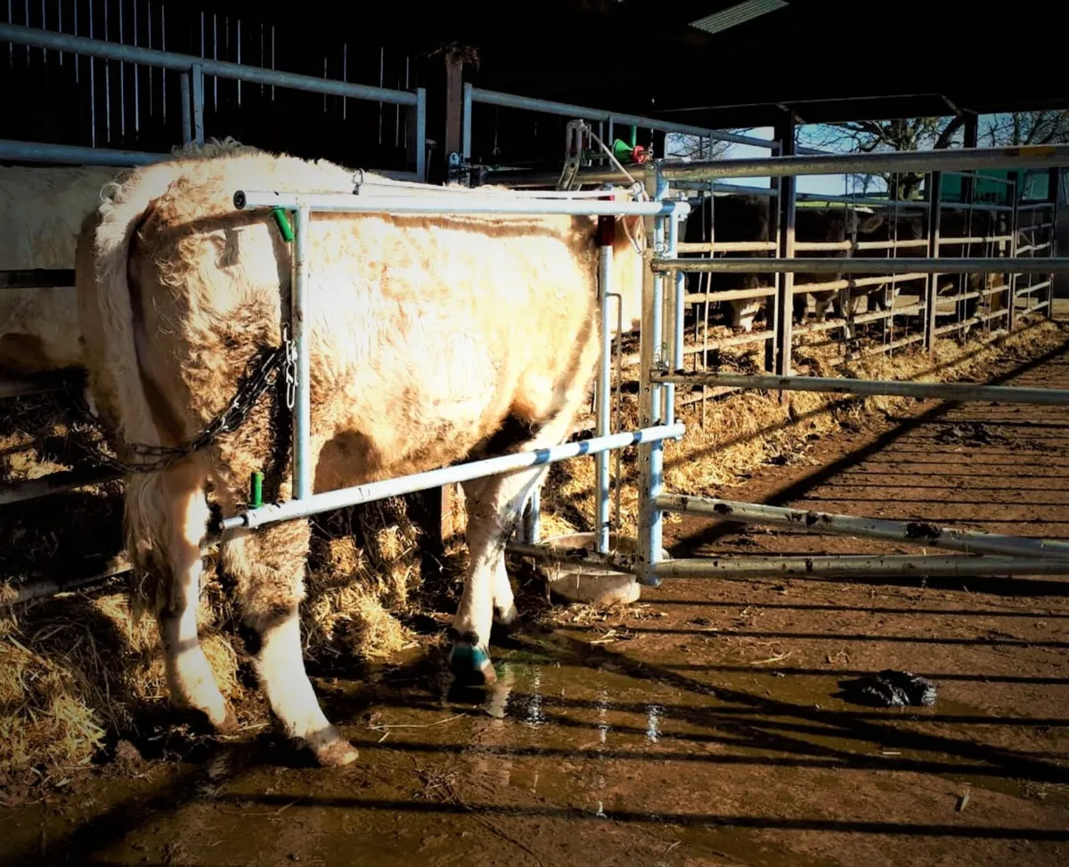 Jourdain 3-in-1 Calving Gate - Image 2