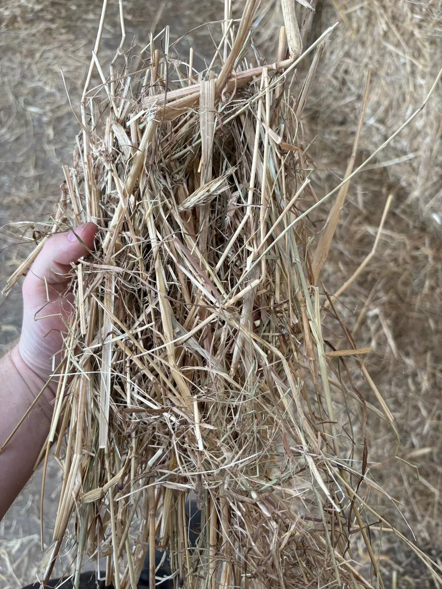 Hay need gone by Wednesday!!! - Image 2