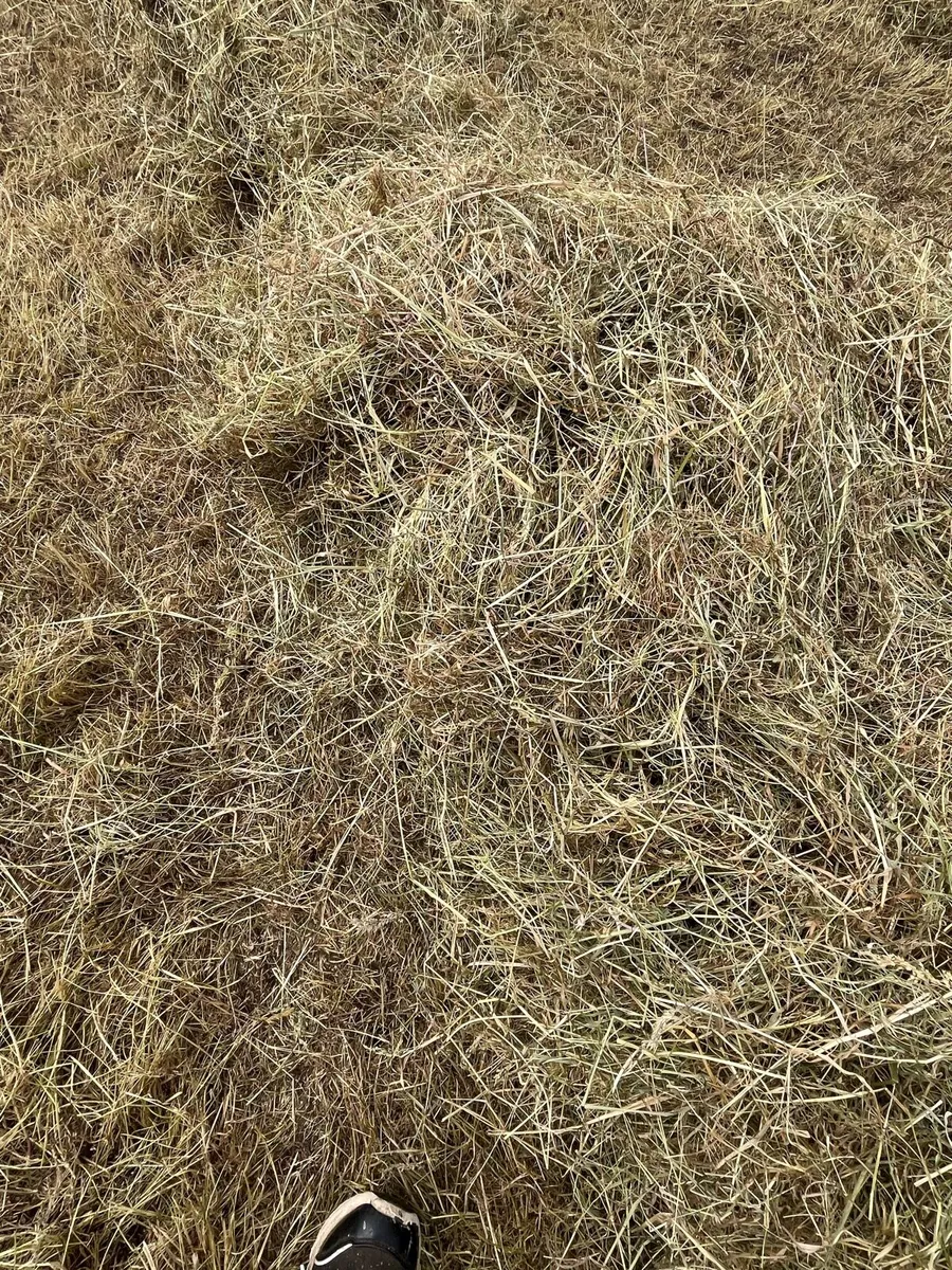 Hay being baled,Small square bales of hay for sale - Image 1