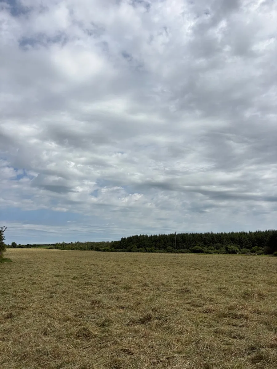 Hay