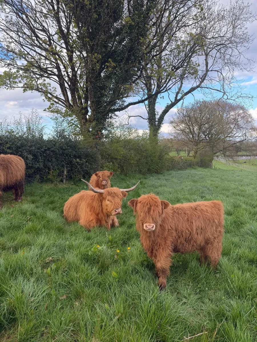 Highland cows and calves - Image 2