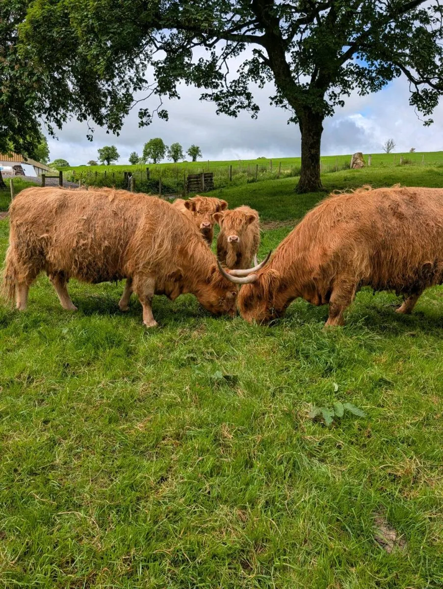 Highland cows and calves - Image 3