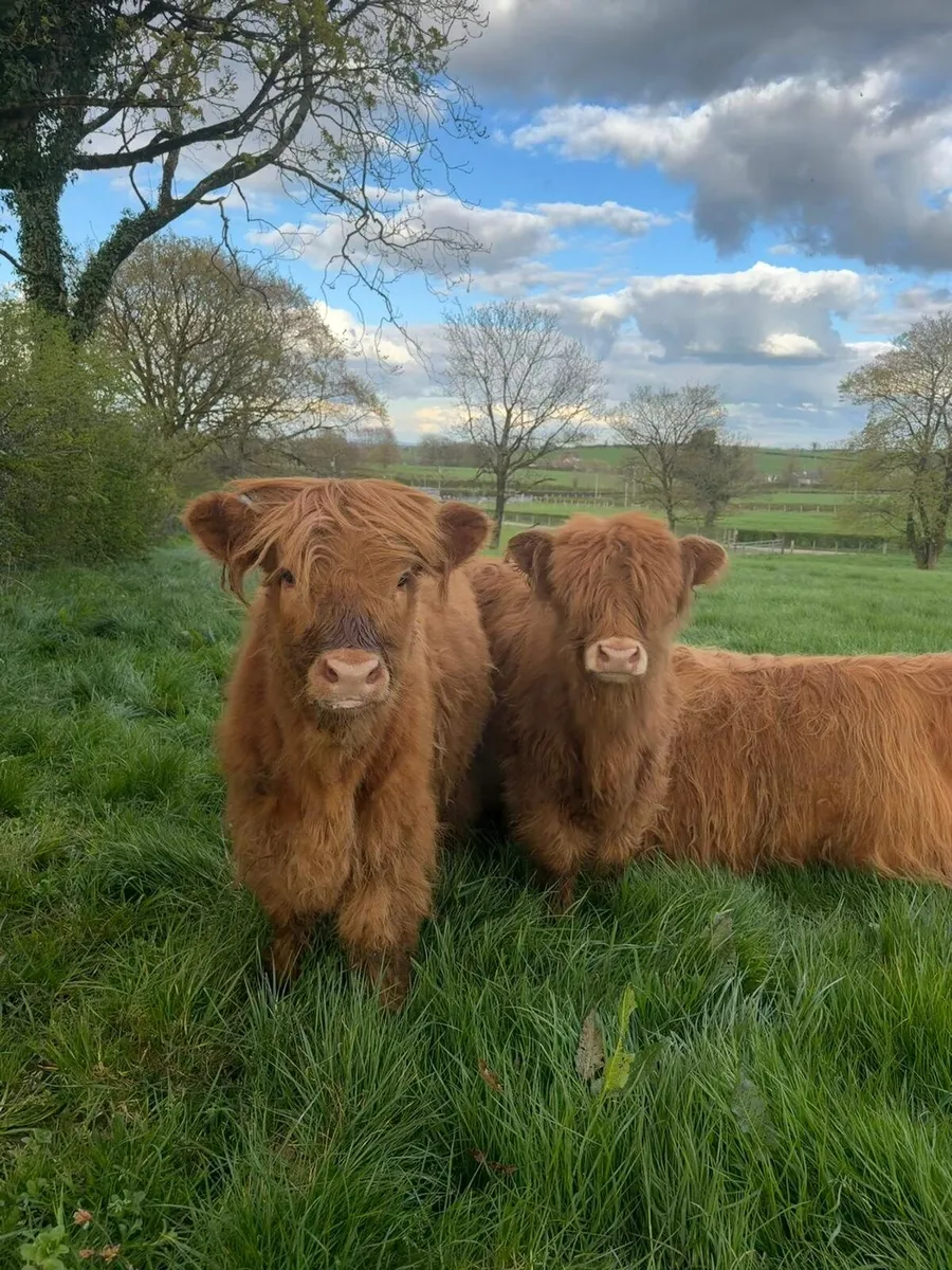 Highland cows and calves - Image 1