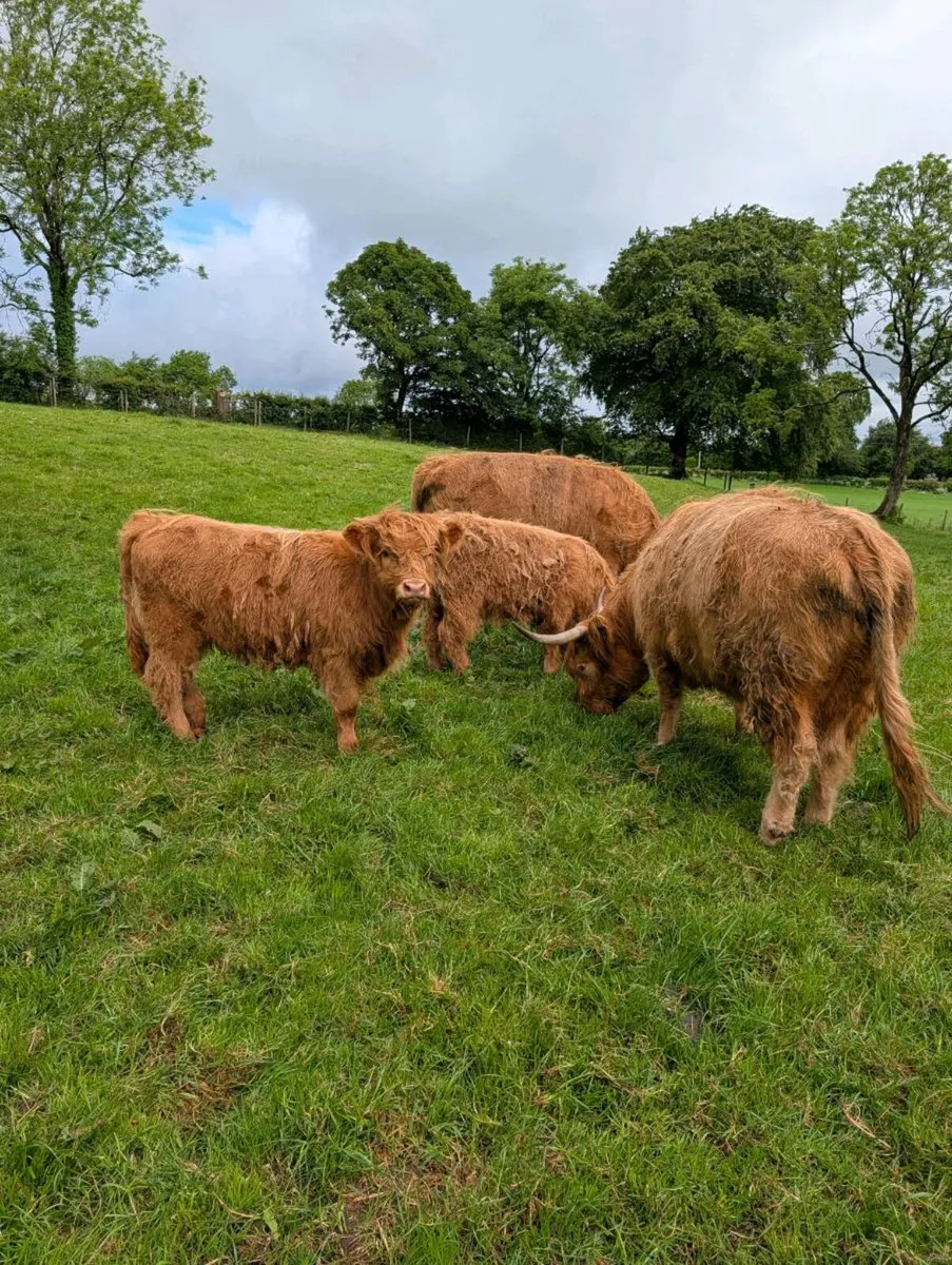 Highland cows and calves - Image 4