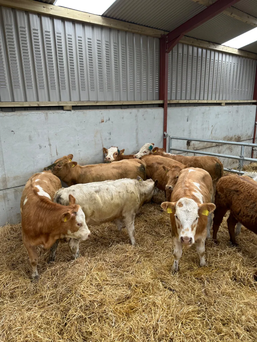 Charolais and lim heifers - Image 4