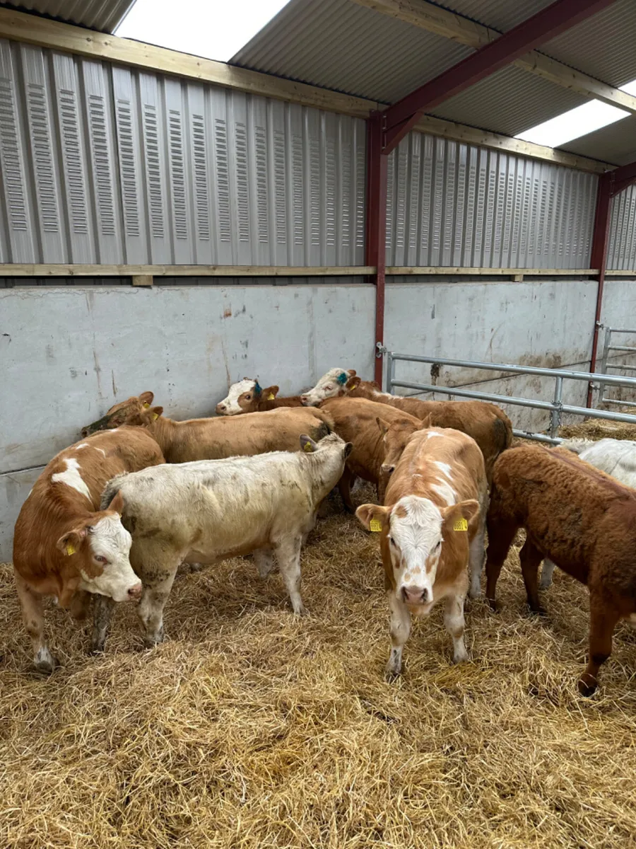 Charolais and lim heifers - Image 1