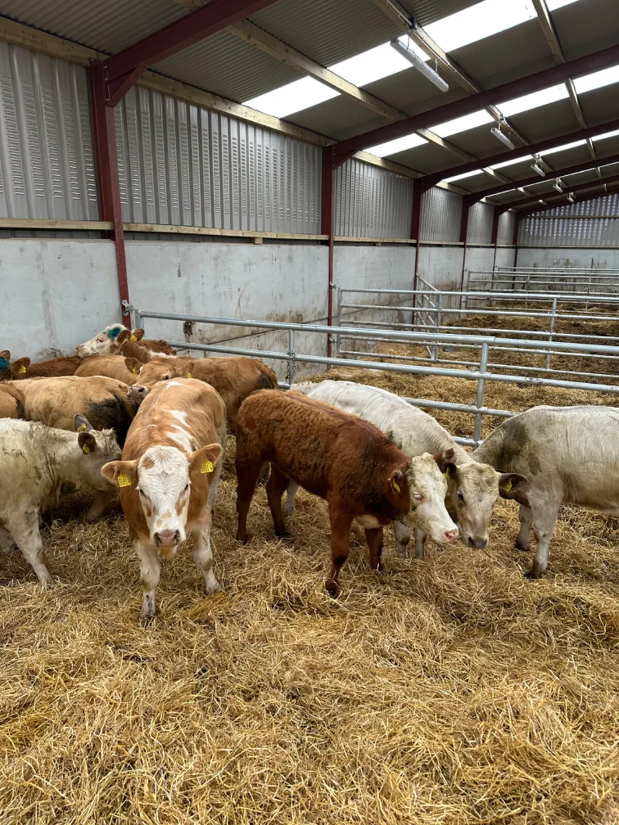 Charolais and lim heifers - Image 3