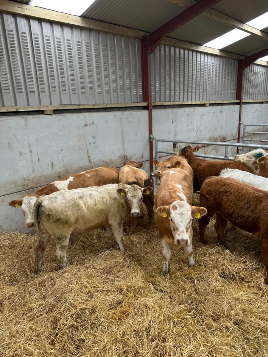 Charolais and lim heifers - Image 2