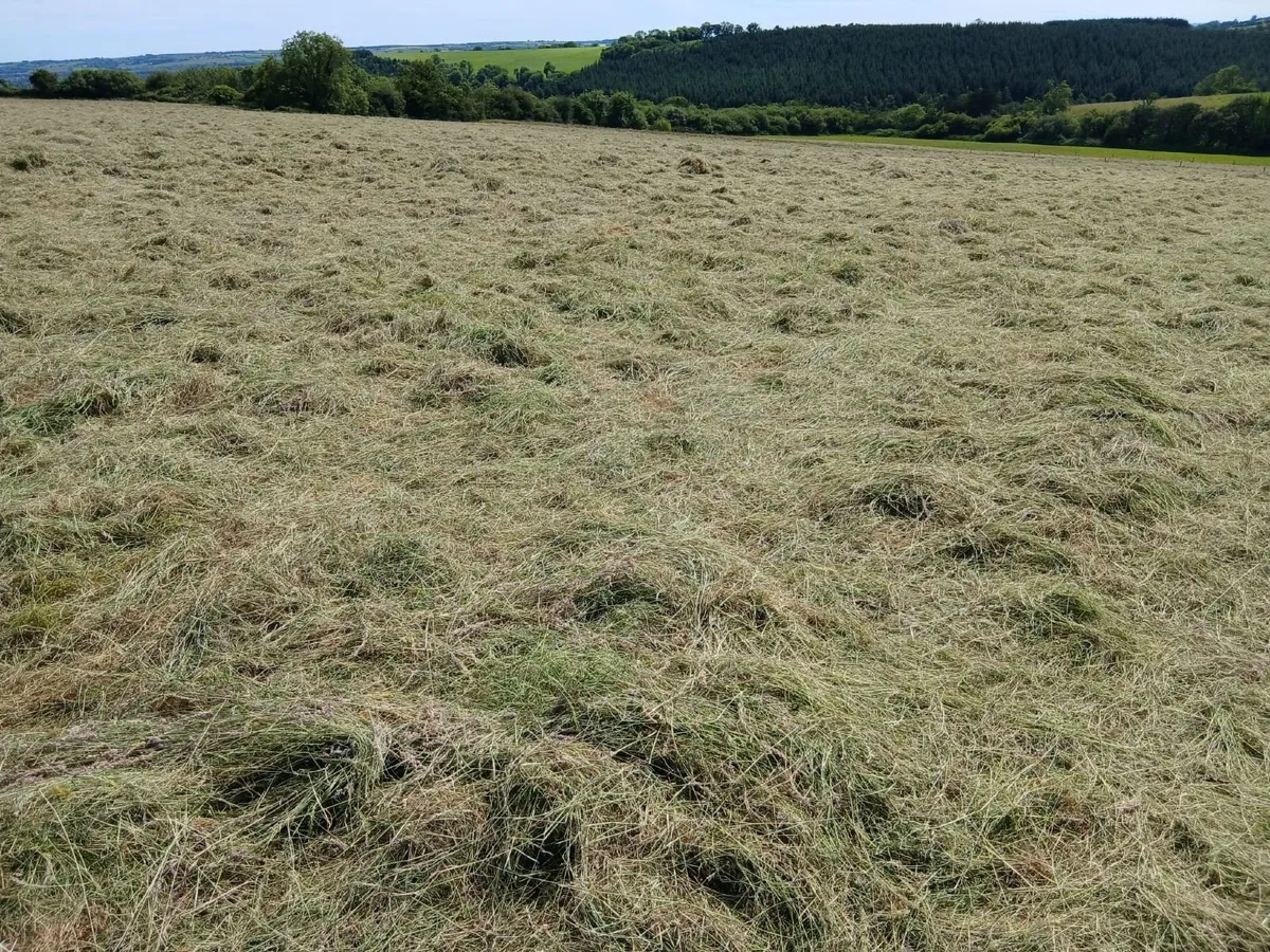 Haylage mogeely - Image 4