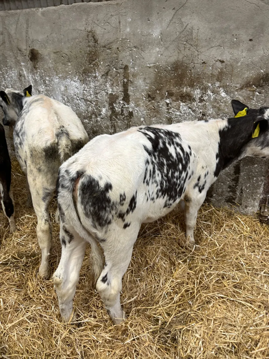 Blue heifers - Image 4