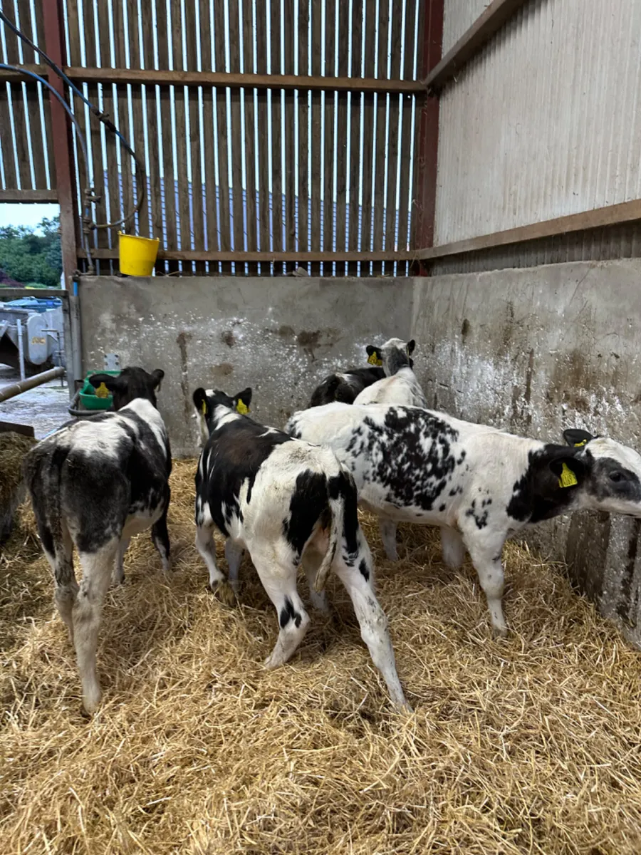 Blue heifers - Image 2