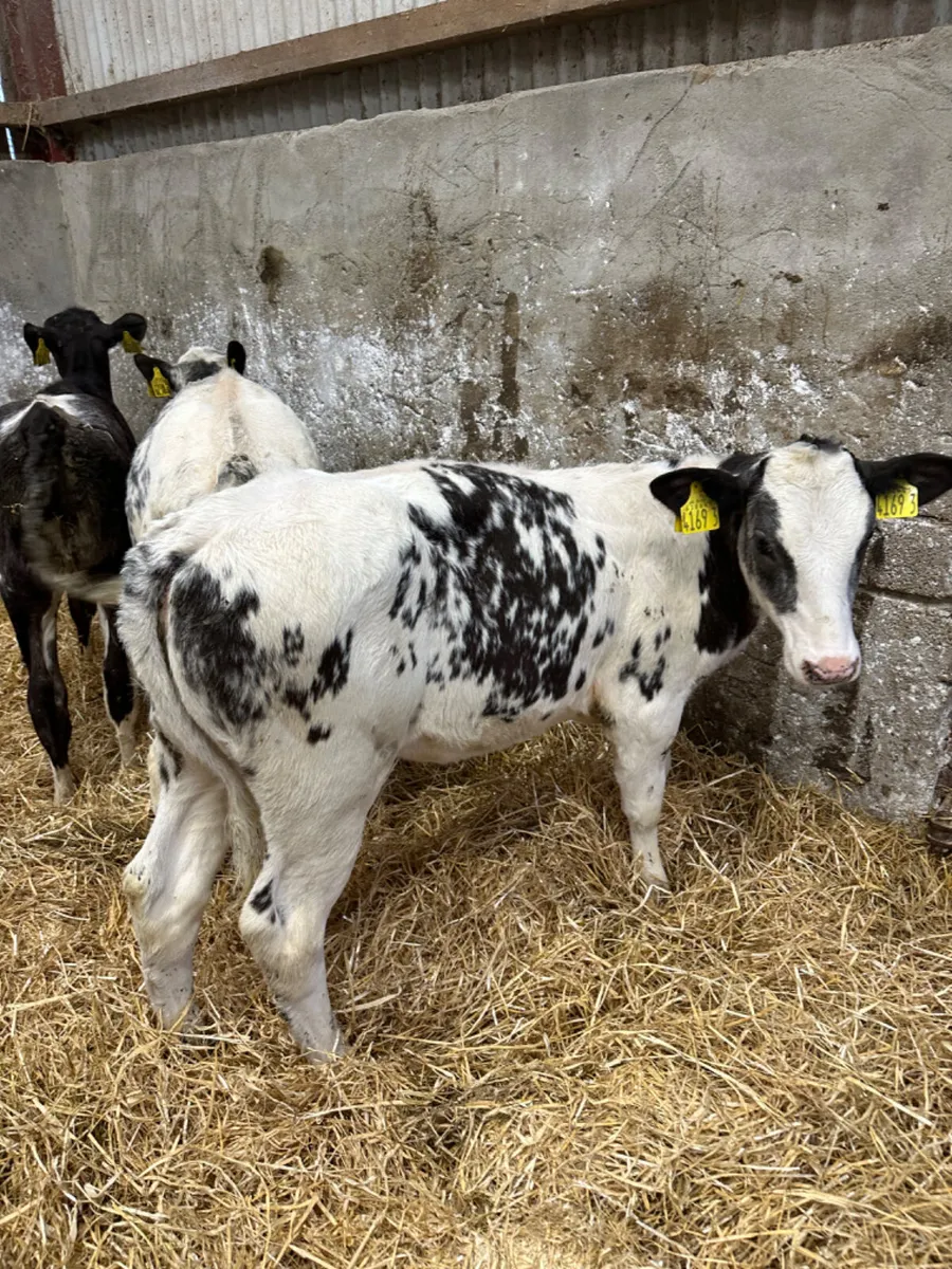 Blue heifers - Image 3