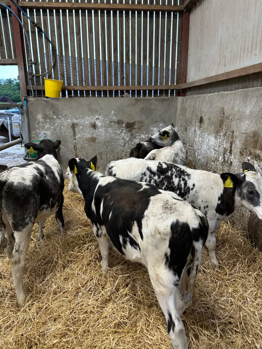 Blue heifers - Image 1