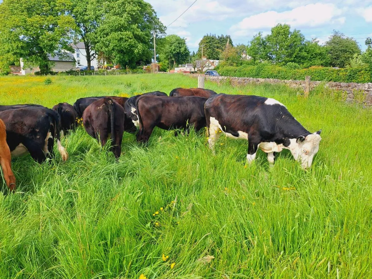 15 Hereford and Angus heifers 330kgs - Image 2