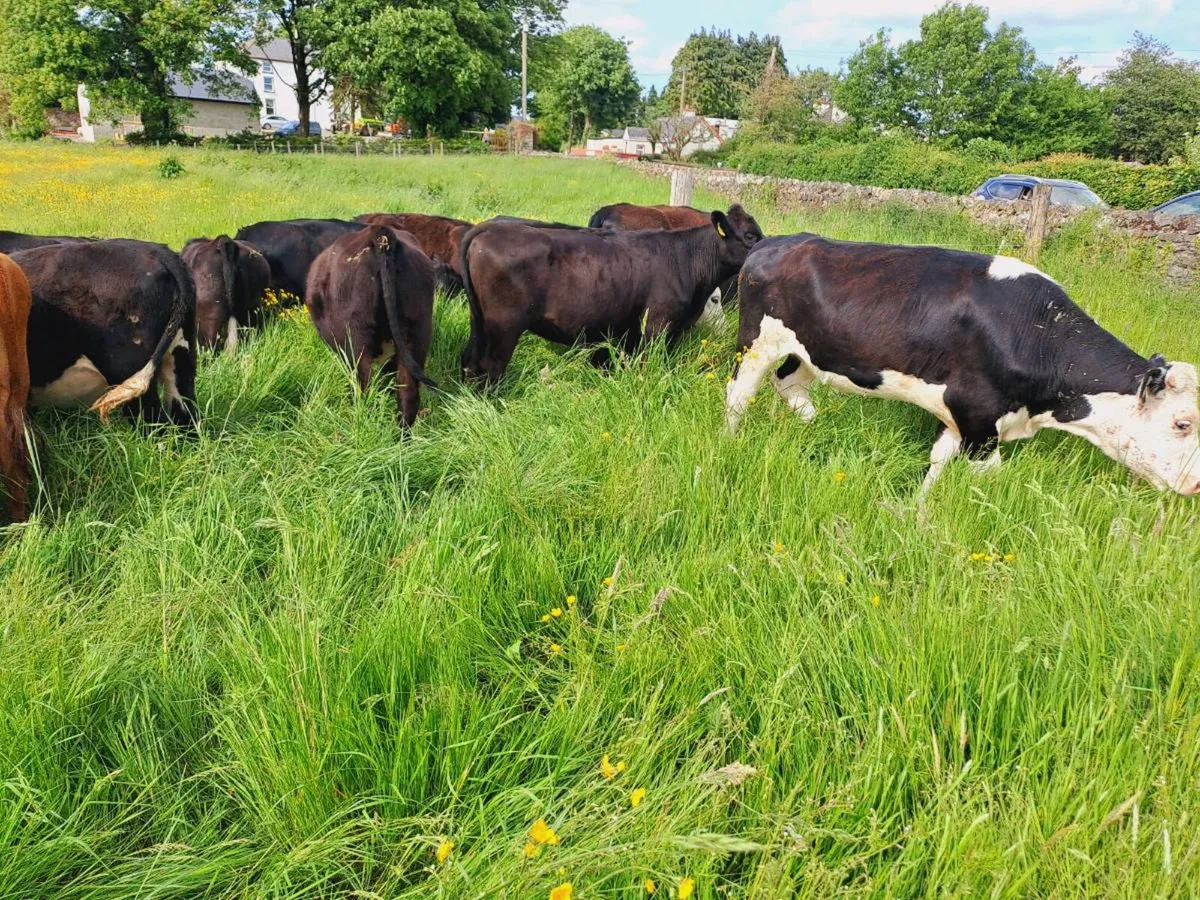 15 Hereford and Angus heifers 330kgs - Image 4