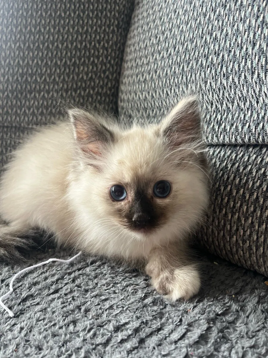 Ragdoll kittens - Image 3