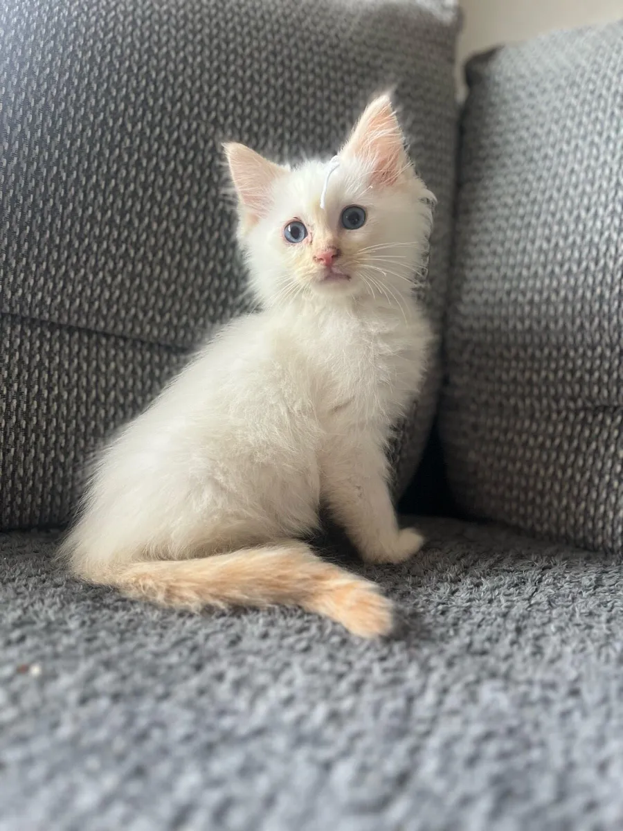 Ragdoll kittens - Image 4