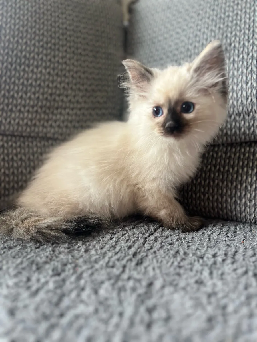 Ragdoll kittens - Image 1