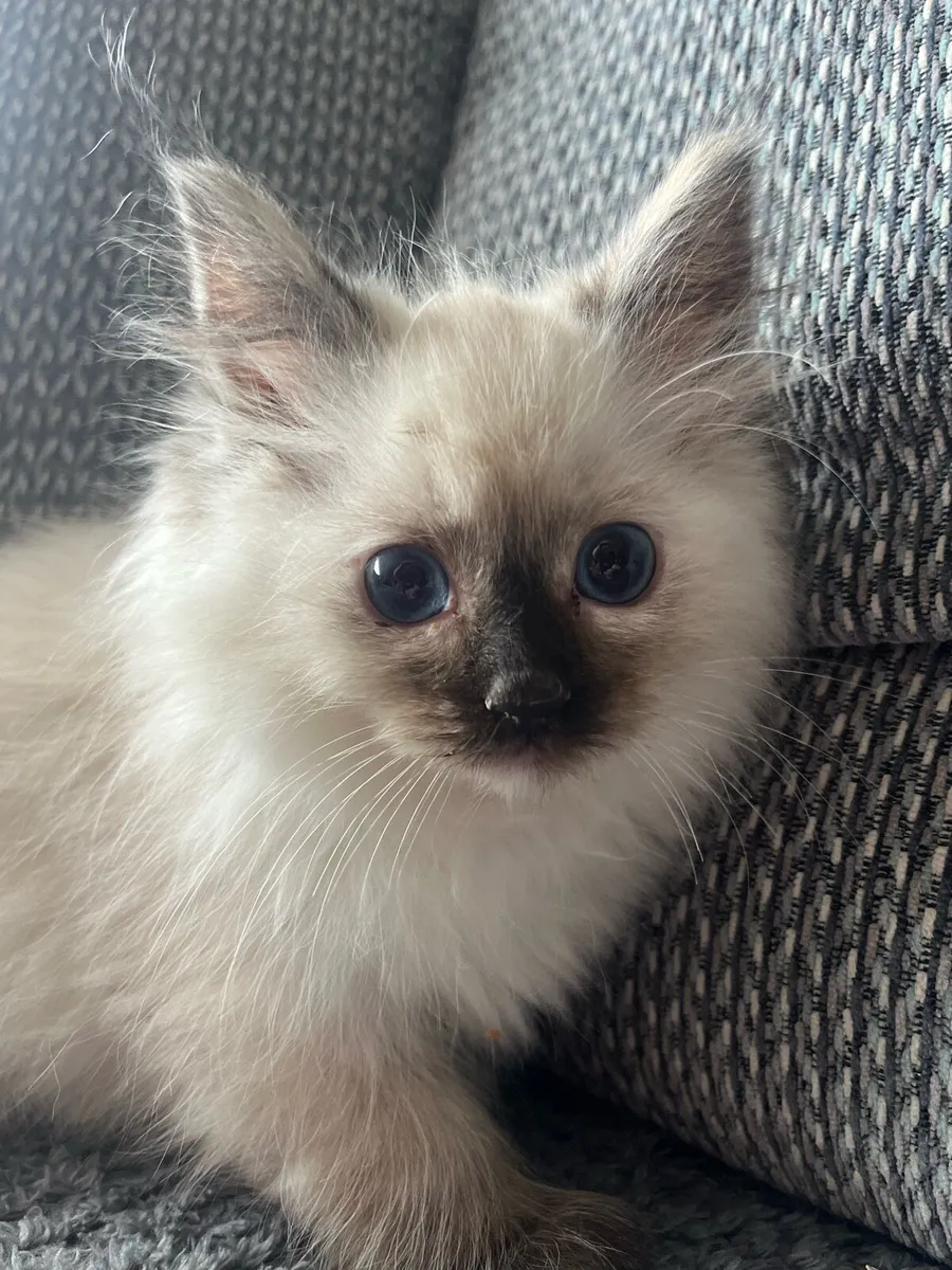 Ragdoll kittens - Image 2