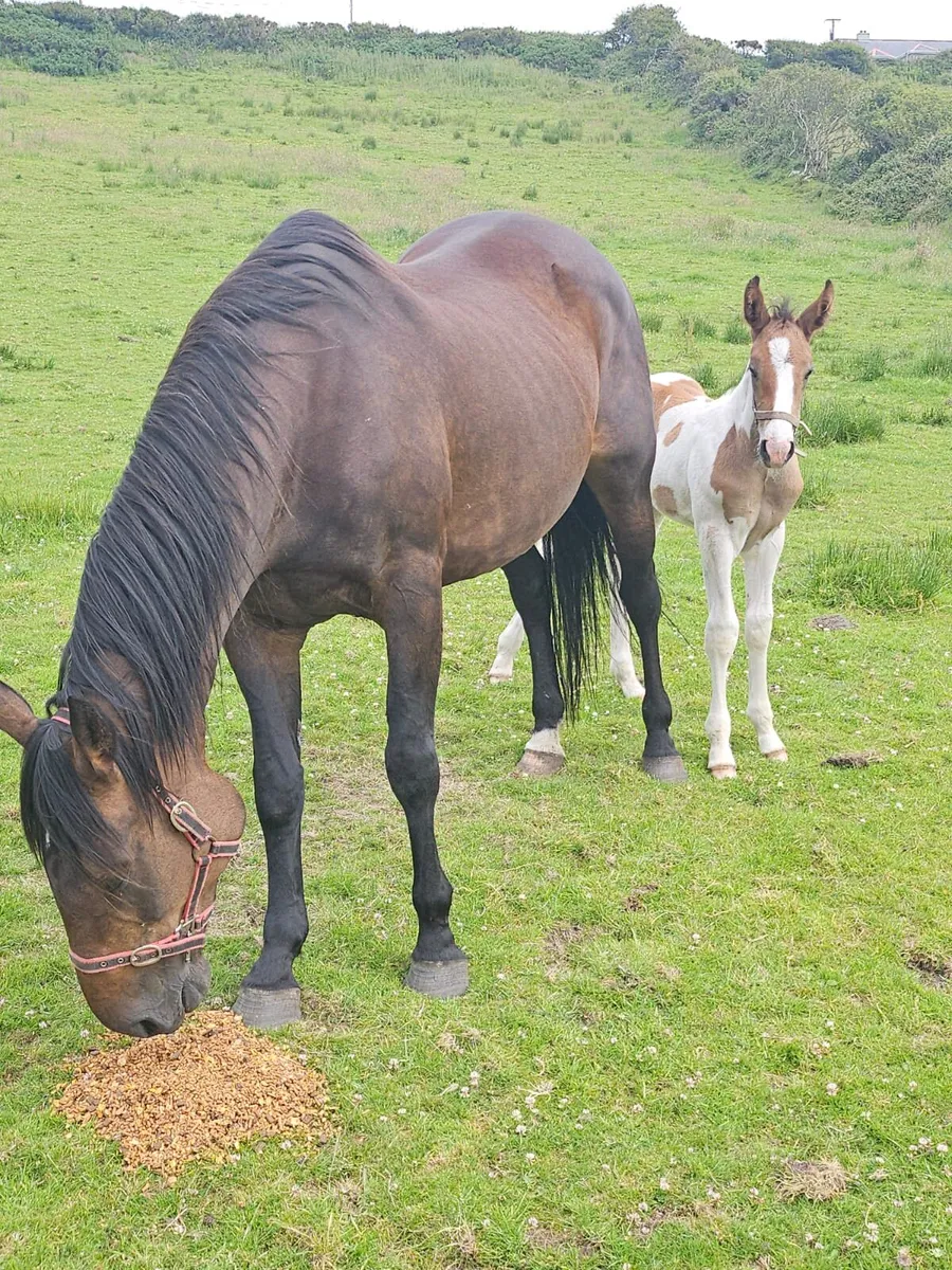 Horse and foal - Image 1