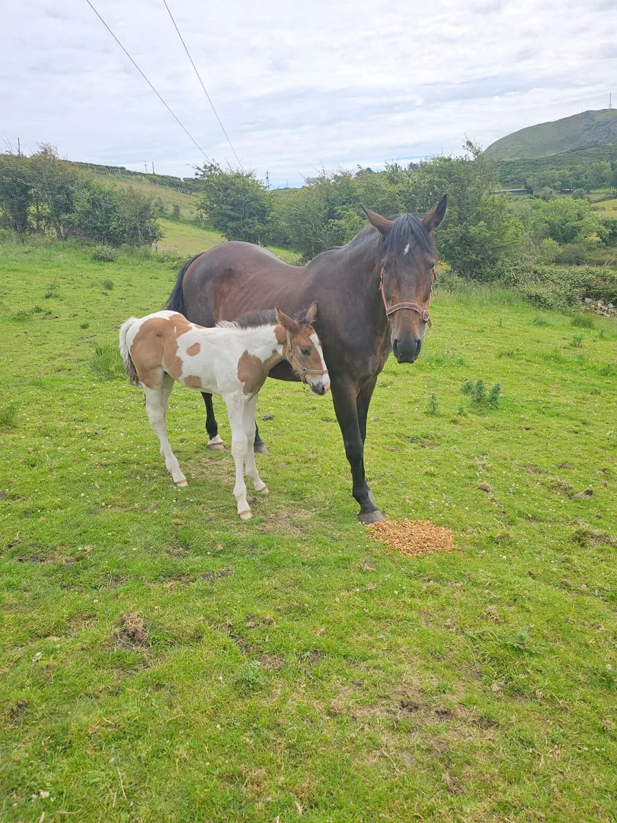 Horse and foal - Image 2
