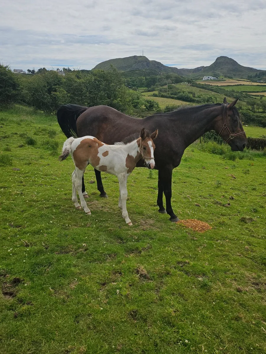 Horse and foal - Image 3