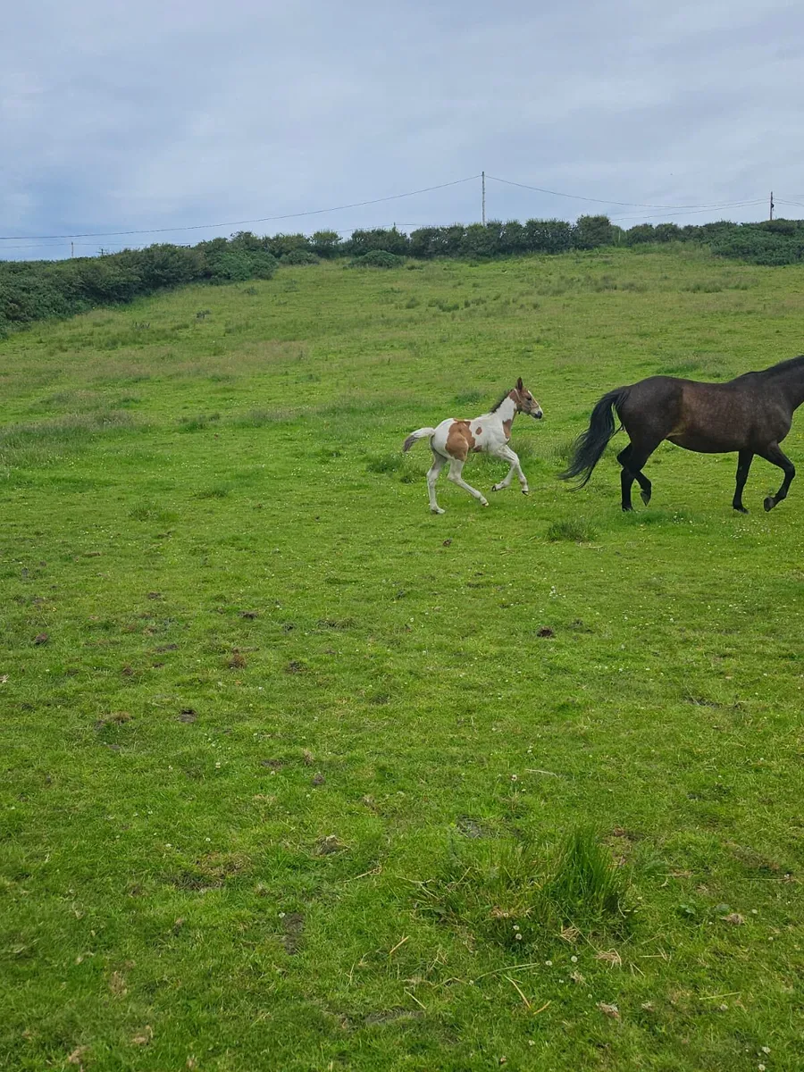 Horse and foal - Image 4