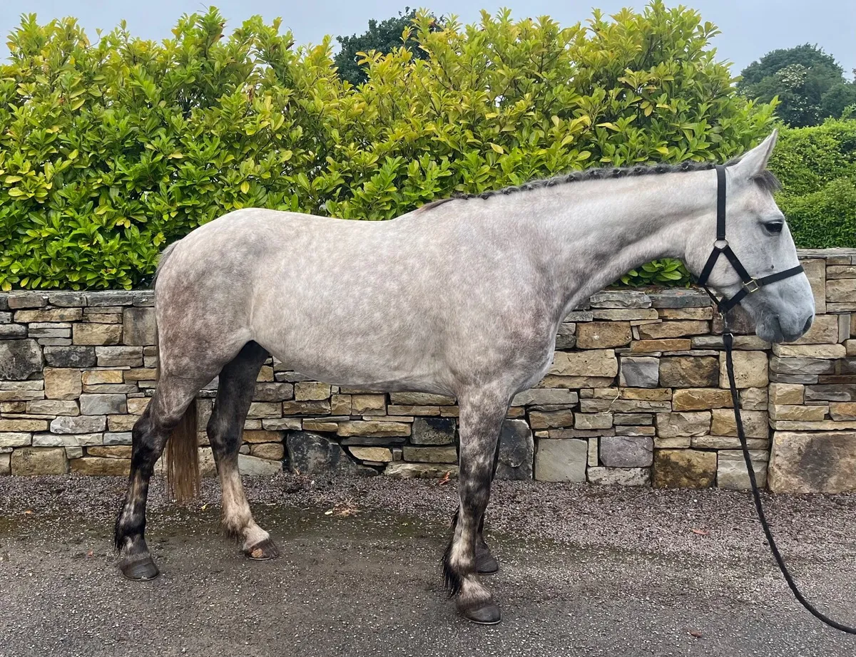 16.2hh 5yo ID x Mare - Image 1