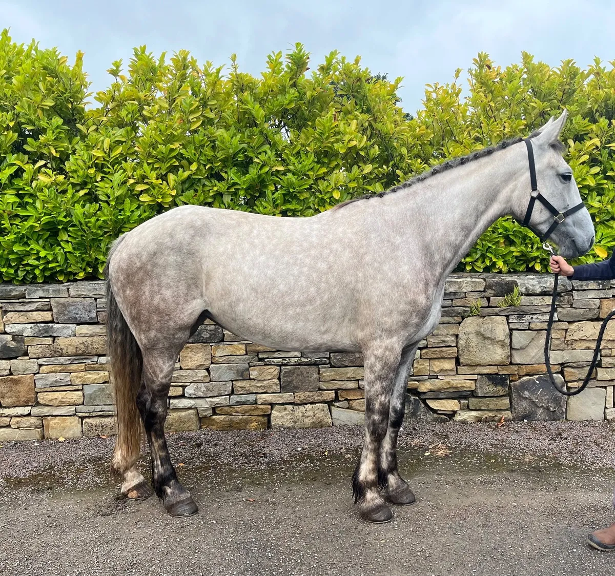 16.2hh 5yo ID x Mare - Image 3