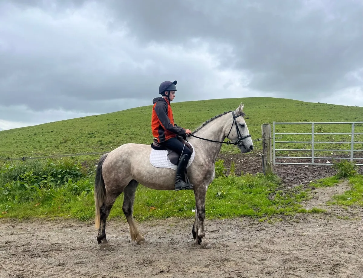 16.2hh 5yo ID x Mare - Image 4