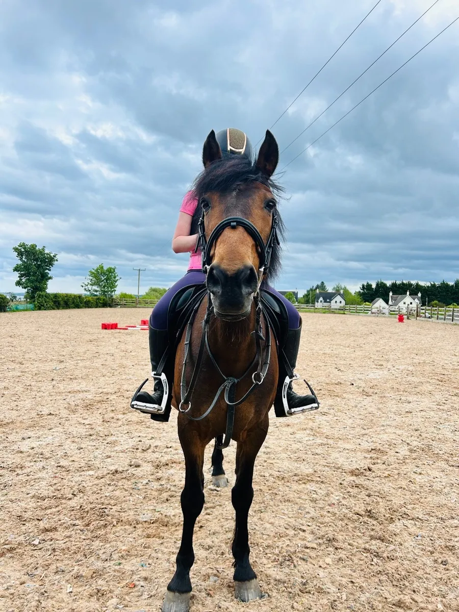 Pony