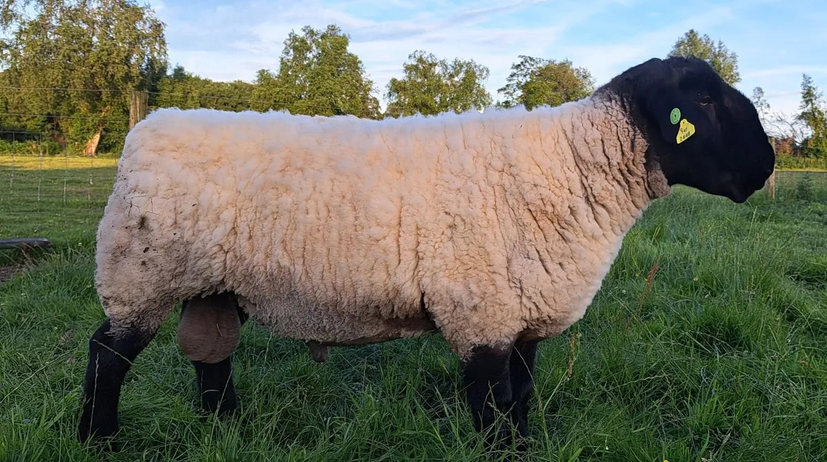 PEDIGREE SUFFOLK SHEEP - Image 1