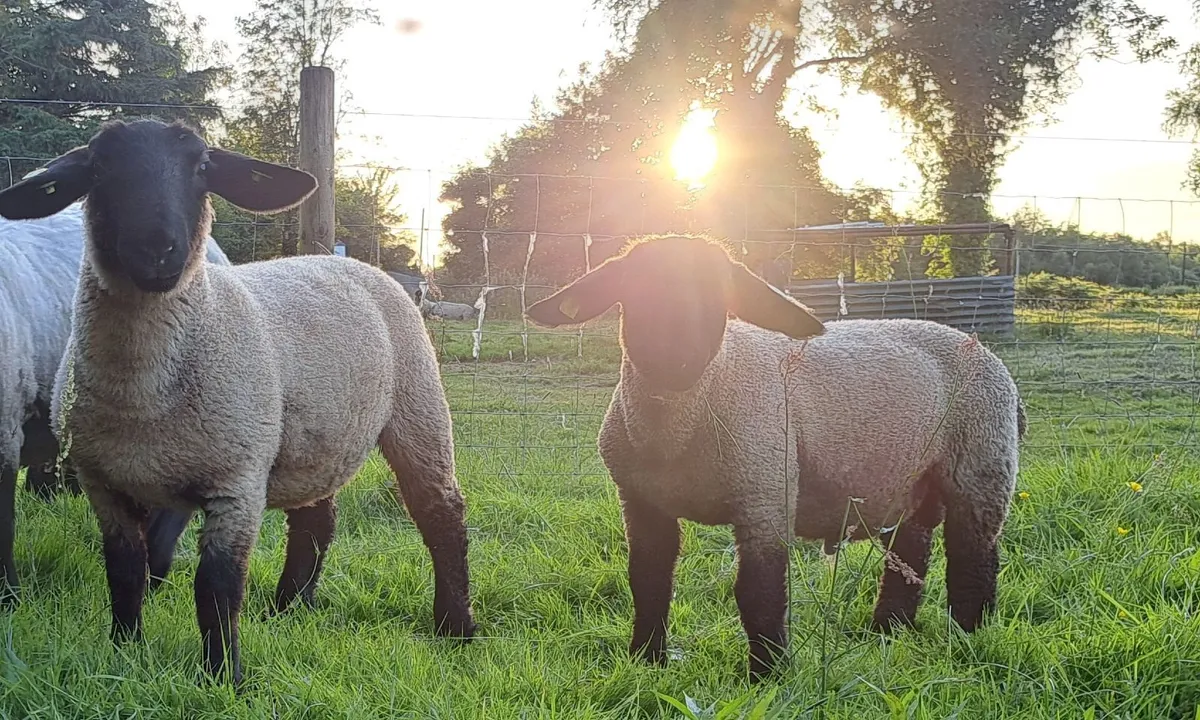 PEDIGREE SUFFOLK SHEEP - Image 2
