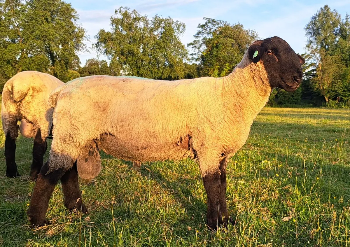 PEDIGREE SUFFOLK SHEEP - Image 3