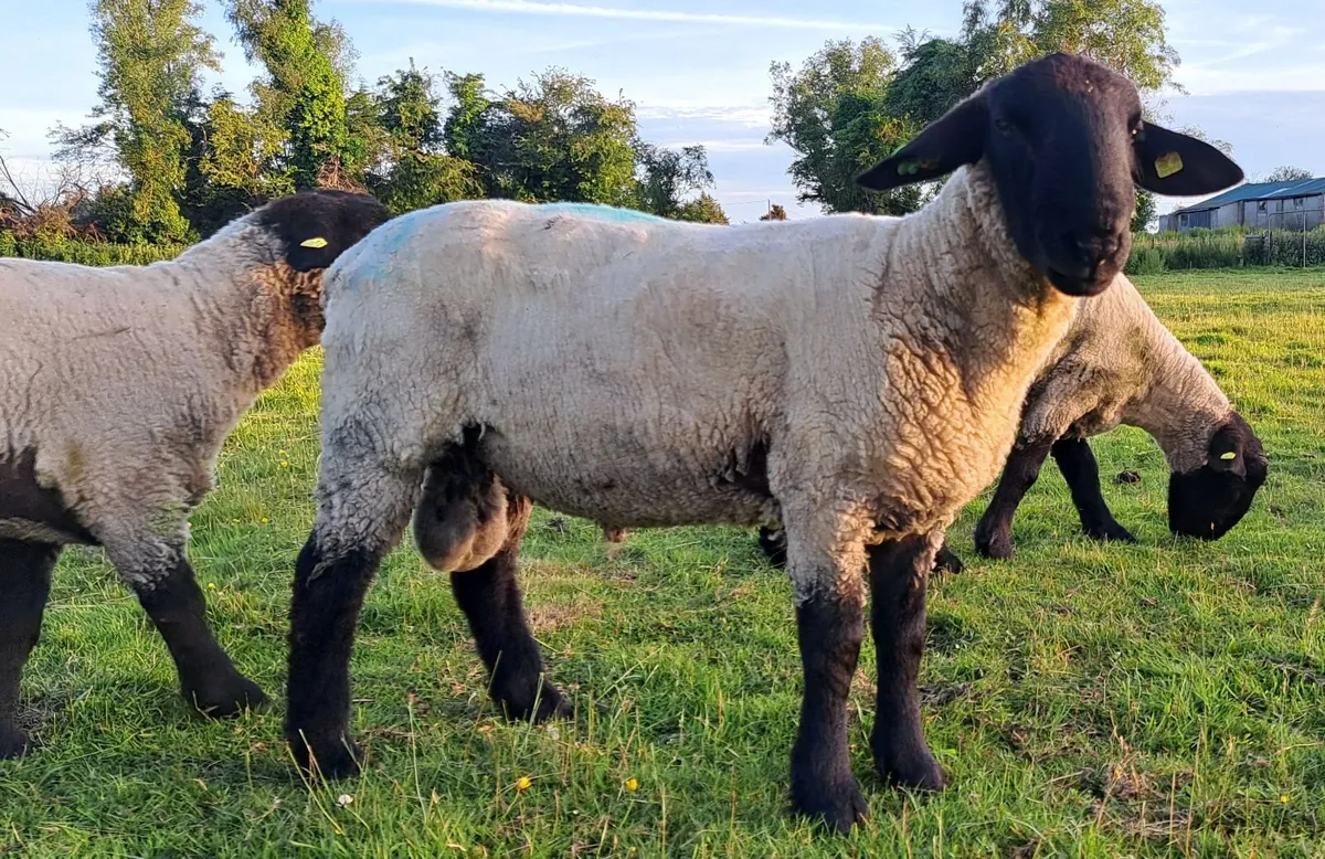 PEDIGREE SUFFOLK SHEEP - Image 4