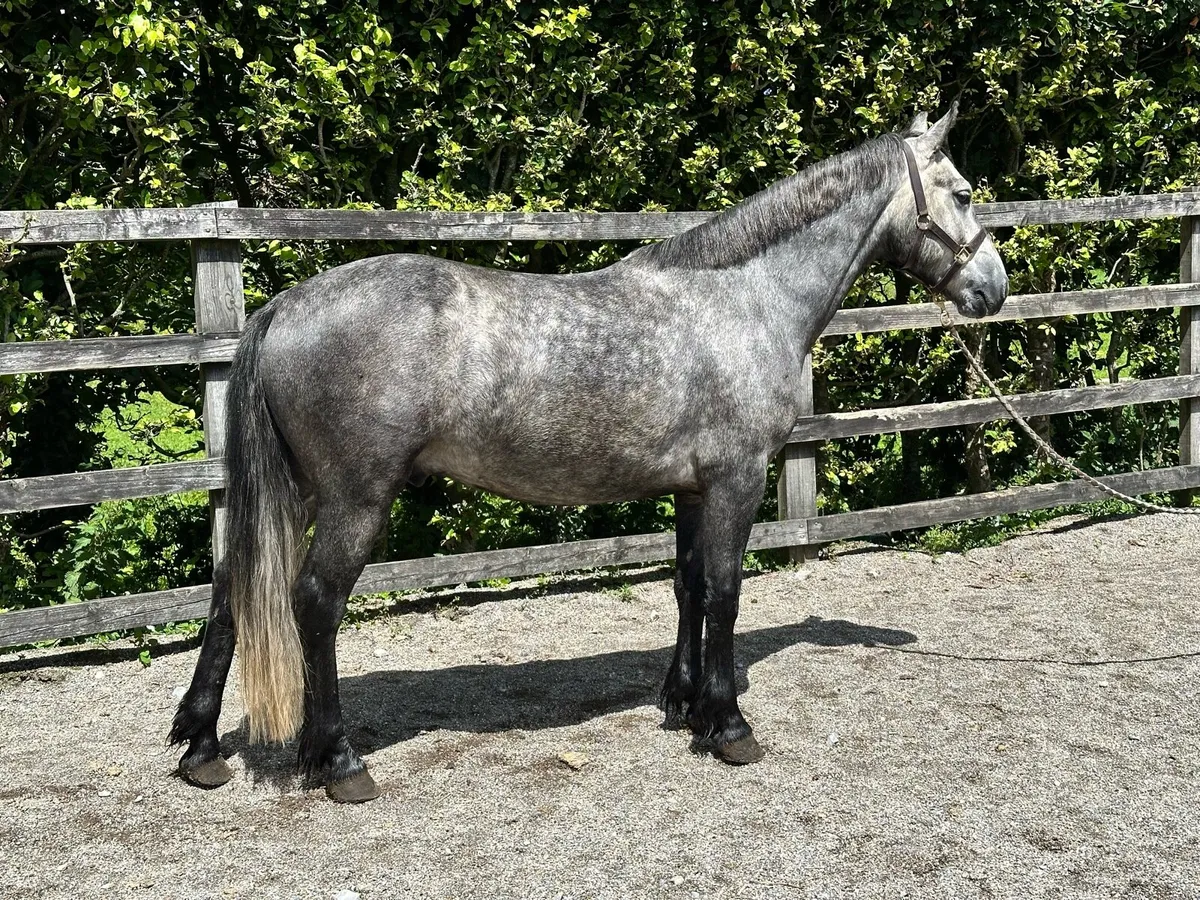 5YO Connie Broken & Riding - Image 2
