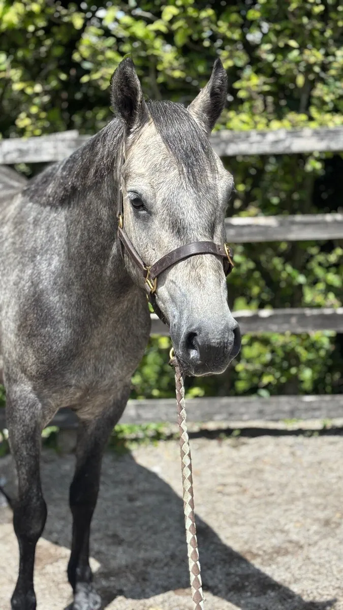 5YO Connie Broken & Riding - Image 3