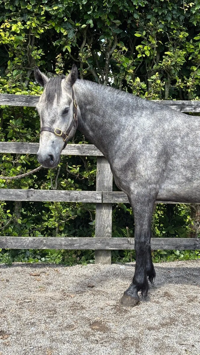 5YO Connie Broken & Riding - Image 4