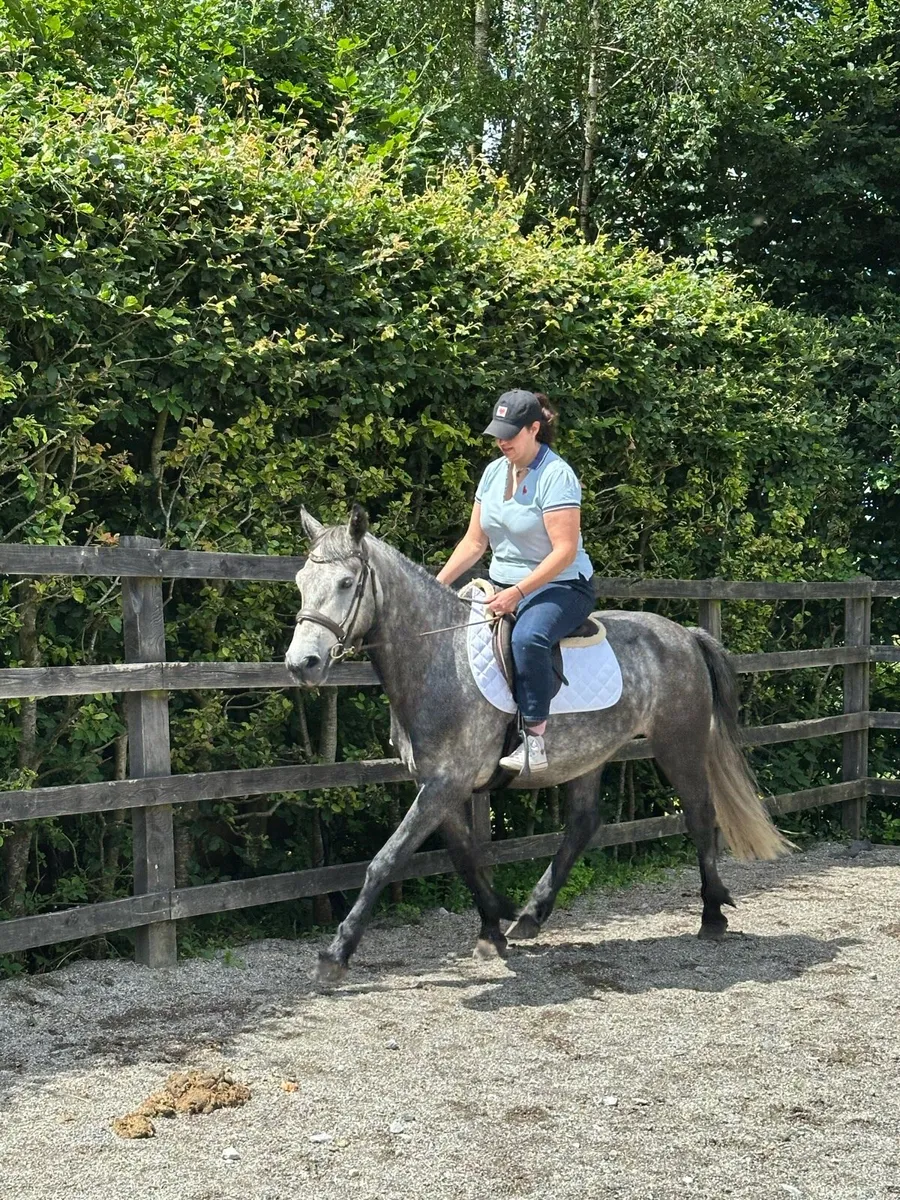 5YO Connie Broken & Riding - Image 1