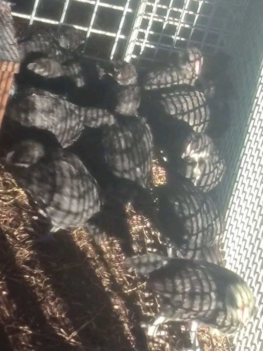 Hens black bresse young roosters/drakes - Image 1
