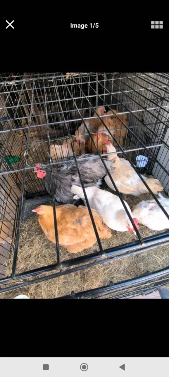 Hens black bresse young roosters/drakes - Image 3