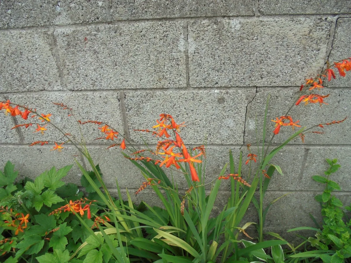 Crocosmia