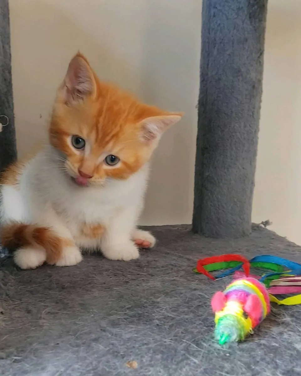 Scottish fold 🥰 - Image 2