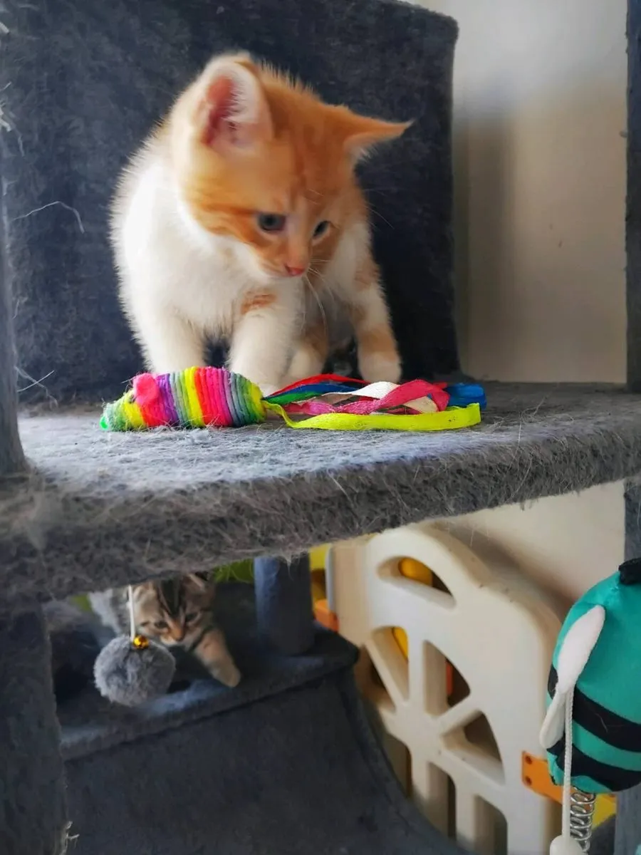 Scottish fold 🥰 - Image 3