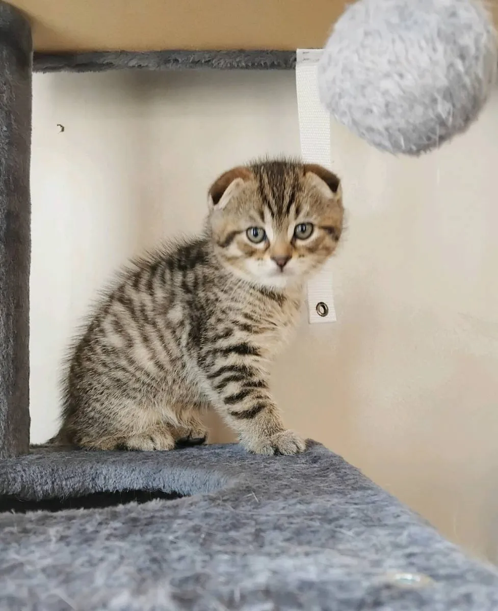 Scottish fold 🥰 - Image 4