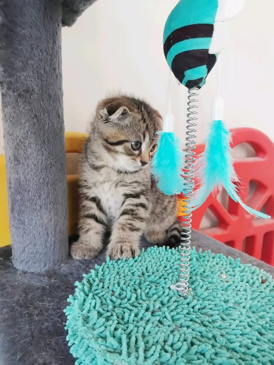 Scottish fold 🥰 - Image 1